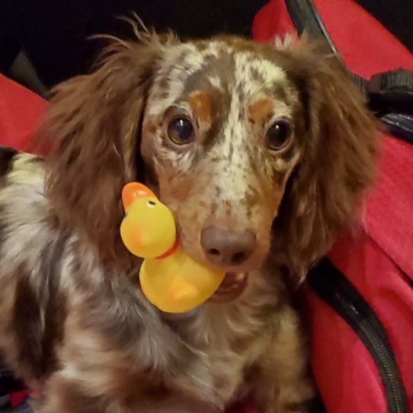 Accessories - Winston aka Winny 💖💖